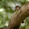 Lelek indomalajsky - Caprimulgus macrurus - Large-tailed Nightjar o0436-1
